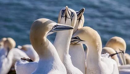 -伊朗男篮在亚洲预赛中奋勇前进，期待奥运奖牌突破，伊朗男篮2021