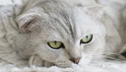 九游网页版官网-LCS与Twitch续签转播协议